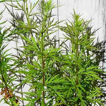 山野草 藤袴ガチャ③ 白いフジバカマ 抜き苗 61ZgXVBjRuL._UF1000,1000_QL80_.jpg